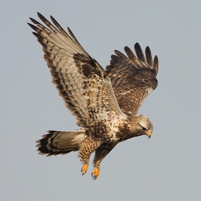 Ik had vrij en het was een heerlijk winterse dag om te genieten van de ruigpootbuizerd. In alle vroegte vertrokken om het geluk een beetje naar m'n hand te zetten. En dat lukte aardig vandaag.