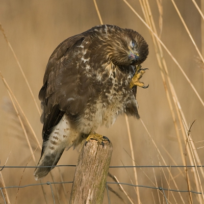 Een buizerd op een paaltje hebben we natuurlijk wel maar als hij dan jeuk aan z'n neus krijgt is het toch wel weer aardig.