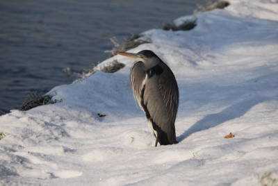 Mooie blauwe reiger aan de waterkant in de winter.