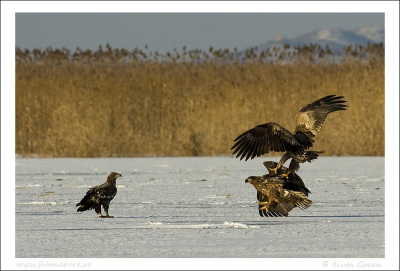 I found this 2 WTE fighting on ice for a fish, on the lake Uzlina, Danube Delta