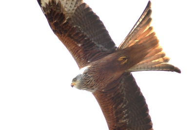 een van de potentiele broedvogels.
-0.3 exp. Levels bijgewerkt. Geen crop!