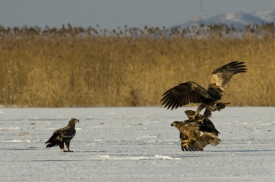2 WTE fighting on ice. In winter, a lot of WTE are coming from north. All 3 in tins picture are juveniles.