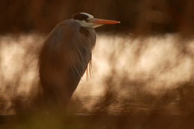 gisteren weer even tijd gehad om een uurtje door te brengen in de Arkemheen...daar kwam ik deze reiger tegen die ik dwars door een gaatje in het riet heb geprobeerd vast te leggen