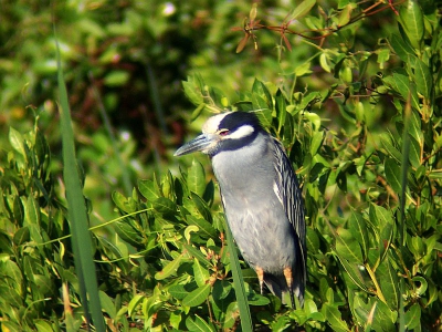 <i class='fa fa-user'></i> GARRY | Geelkruinkwak  <i class='fa fa-eye'> 463</i>   <i class='fa fa-comment-o'> 0</i>