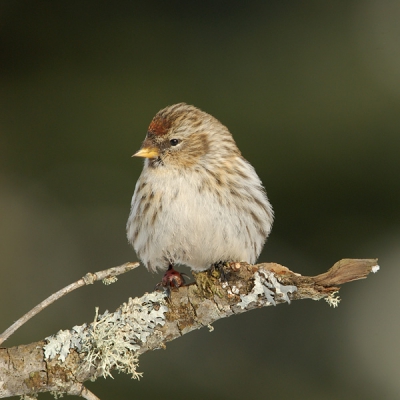 Had het scherpstel punt aan de linkerkant staan maar het vogeltje werkte niet mee en keek eigenwijs naar links.
Toch een foto gemaakt en zag pas op de computer het vergroeide pootje.