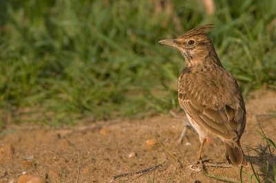 A very common but very nice species. Most of the times these birds don't seem to mind taking same pictures.