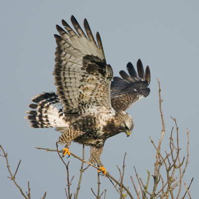 De ruigpoot van gisteren, juist op het moment dat hij weer in de struik gaat rusten. Ik vind het verbazingwekkend dat zo'n grote vogel juist telkens die struiken opzoekt met die ragfijne takjes.