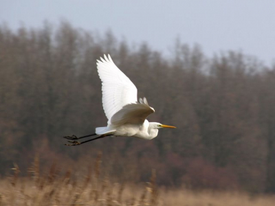 Deze zilverreiger vloog mij op korte afstand voorbij toen ik langs de Praamweg liep tijdens een dagje foto-jacht in de Oostvaardersplassen.
