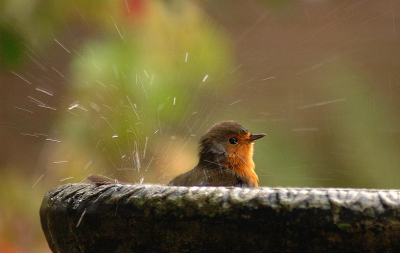 Roodborst in bad