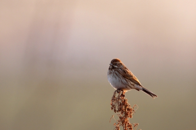 Vanmorgen nog eens een poging gedaan om Rietgorzen te fotograferen. Deze foto, vond ik door  het strijklicht, niet slecht overkomen...
Foto genomen van onder een camouflagenet.