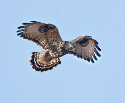 Na een uurtje wachten kwam de Ruigpootbuizerd heel even kijken. Foto is een 50% crop van het orgineel.