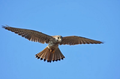 Mijn eerste vluchtfoto van een torenvalk. Het was vandaag genieten, met fraai weer en willige vogels.