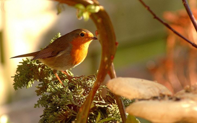Roodborst in het Zonnetje