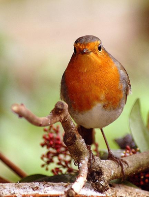 Roodborst in spiegel