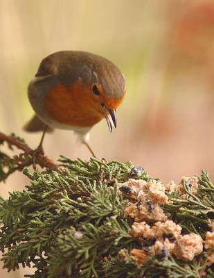 Roodborst snoepen