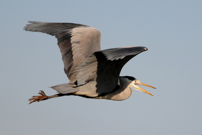 toen ik bezig was met het fotograferen van een koppel knobbel zwanen was er ongeveer een meter of tien van mij verdaan een reiger druk aan het jagen, en in eens kwam hij krijsent voorbij vliegen en had net tijd genoeg om af te drukken.