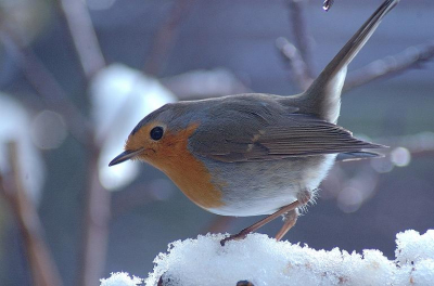 Roodborst in Sneeuw