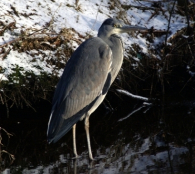 Terwijl deze reiger mijn Duitse Staande Draadhaar in de gaten hield bleef ze net lang genoeg zitten om deze foto te maken