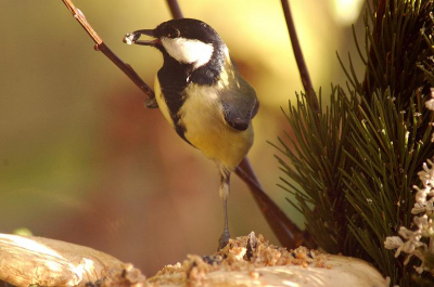 Roodborst op n been