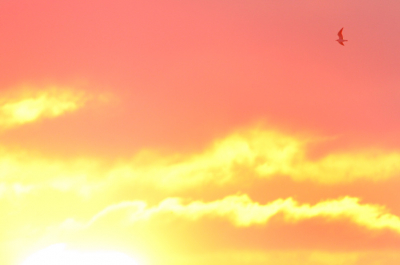 de eenzame kokmeeuw

Ik woon aan de IJssel. Een zeer groot voorrecht! Elke avond zie ik soms duizenden meeuwen stroomopwaarts vliegen naar hun slaapplaatsen. Om een beetje de sfeer van zo'n zonsondergang weer te geven, deze foto.