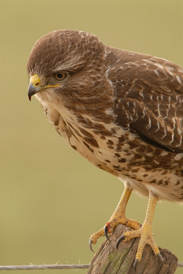 Onze Deventer buizerd nog maar weer 's opgezocht.
Ook nu weer prima te benaderen.