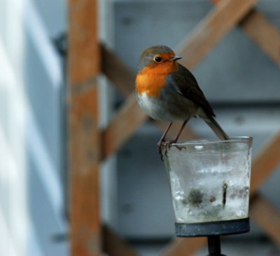 Deze roodborst is een regelmatige bezoeker in de tuin. Dit is tevens de eerste foto die ik plaats op Birdpix.