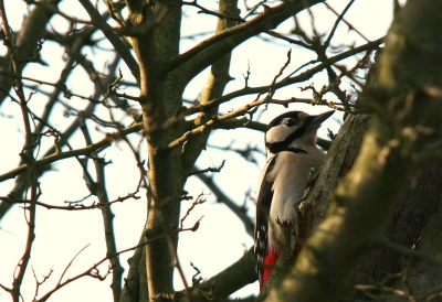heb deze foto vandaag in m'n eigen tuin gemaakt. Valt niet mee om deze schuwe vogel  in de lens te krijgen. maar goed ondanks de kou toch een mooi moment.