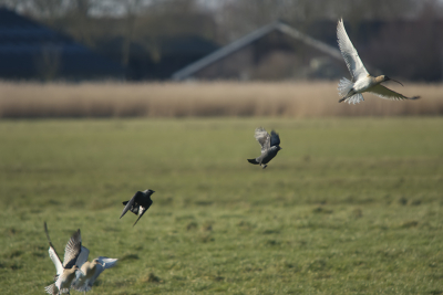 We waren van plan om eens naar de familie in Friesland te gaan. 't Is er niet van gekomen. Even langs Arkemheen! De wulpen waren wulps ons aan het verleiden om plaatjes te schieten, tot ze ergens van schrokken en samen met de kauwen deze diagonaal construeerden. Niet mooi, wel grappig, dit plaatje, vind ik zelf