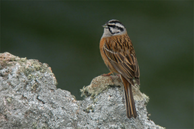 With his mask the Rock Bunting birds always manage to attract my attention! Here the setting was worth set up my equipment.