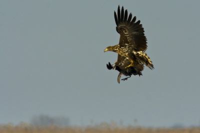 An White-tailed Eagle with its prey (a coot). In the winter, coots are favorite pray of this bird.