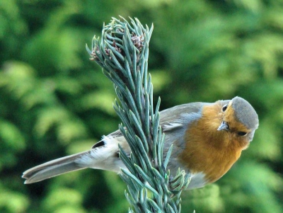 Tijdens het afdrogen van de vaatwas keek deze roodborst stiekem mee , maar ik had hem wel gezien.
Leuk koppie toch.