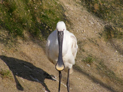 deze lepelaar stond stilletjes in een waterig zonnetje. Zijn schaduw geeft zijn snavel mooi weer.