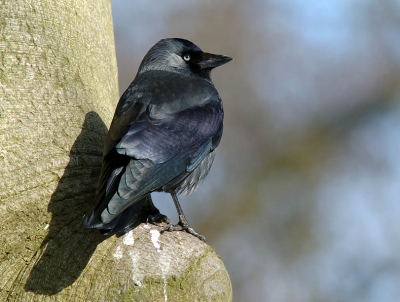 Normaal gedacht als een saai zwarte vogel, in het vroege voorjaarszonnetje toch erg kleurrijk!

D70 + 600mm/5.6 F11
handmatig belicht