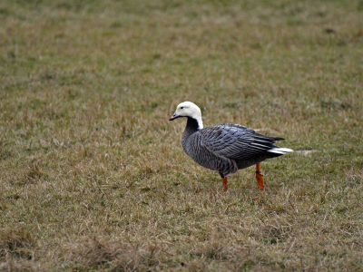 Deze gans kwam ik zondagmiddag tegen in een weiland nabij Limmen. Ik vermoed dat het een sneeuwgans is maar weet dit niet zeker. Is het een dwaalgast?