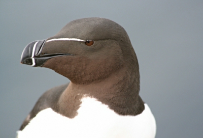 We waren in het westen van IJsland, bij Breidavik op de rotsen op een stormachtige dag. Dan gaan de vogels niet de zee op, dus kregen we veel kansen ze te observeren. De alk keek mij aan, terwijl ik hem bekeek.Zo waren wij beiden zoet.