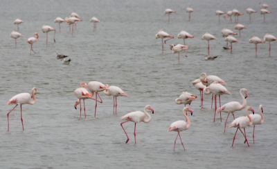 Een groep van zo'n 200 flamingo's die rustig aan het eten en wandelen was.