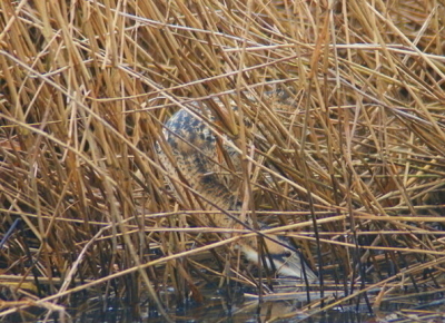 staan al veel roerdompen op de site maar vond dit wel een leuke foto om dat hij continu water aan het drinken was,somber weer.