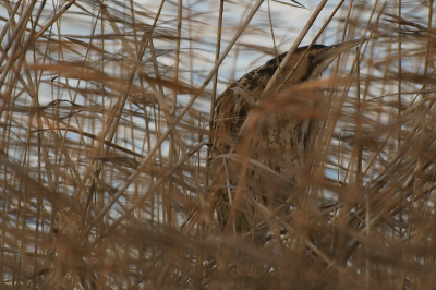 opname gemaakt vanuit vogelhut "Boetje van onze Kees" in waterwingebied van PWN.
De roerdomp in zijn favoriet omgeving half verscholen in het riet. Omdat hij op een stammetje stond werd hij door het riet voldoende zichtbaar. Genomen eind van de middag circa vier uur.