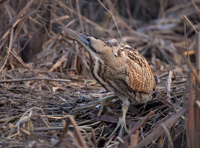 Ze lijken meer algemeen te zijn dan ik had gedacht, links en recht duiken deze mooie vogels op. Deze heb ik gefotografeerd vanuit de auto in het laatste licht van de dag ...