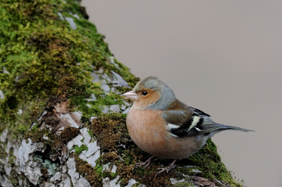 Vanuit het slaapkamerraam mooi zicht op een perenboom waar de nodige vogels in vertoeven. Zo ook deze vink.