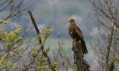 Een slechte,oude foto van mij met een crap lens van tamron (ben blij met de 100-400)
Maar wat is het ? Een super grote buizerd? 
Want groot was die wel.
Ik hoop dat het geen erg domme vraag is en alvast bedankt voor een antwoord.
Groet Johan