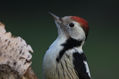 Wanneer ik in de schuilhut zat om tuinvogeltjes te fotograferen, dook deze gast op.
Goed voor een portretje.