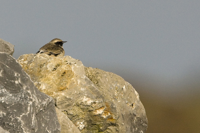 Deze Bonte Tapuit was een dwaalgast  op Texel, en zat al een tijdje in  mijn archief. Nu ik iets actiever ben op BP toch besloten om he te plaatsen.