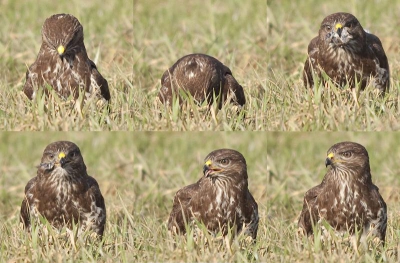 Ik stond een reiger te fotograferen bij het kanaal en ineens zie ik vanuit mijn ooghoeken een buizerd langs vliegen. Ik stond half verscholen achter een soort van wegwijsbord die bedoeld is voor boten. De buizerd nam plaats in een boom en ineens dook hij het gras in...