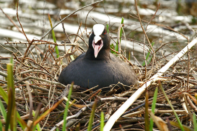 Lekker aan het broeden op het nest....zou er ook van moeten gapen hoor.
Minolta Dynax 7D en sigma 50-500mm zoomlens.