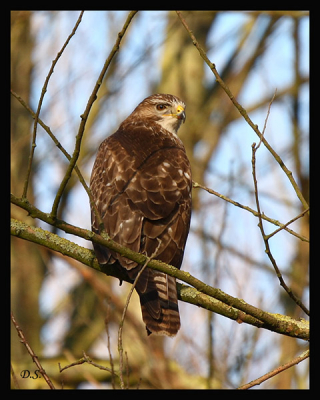 Dit is mijn eerste foto op Birdpix.
Mijn eerste foto is en buizerd in een boom en hij keek maar even om.
Ik lees wel wat jullie ervan vinden.

Gr D.S.