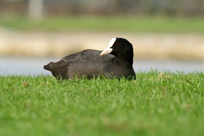 Lag te genieten van het zonnetje wat af en toe door kwam.
Minolta Dynax 7D en sigma 50-500mm zoomlens.