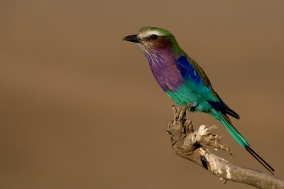Wat zijn het toch heerlijke vogels om te fotograferen.
Blijven lekker stilzitten, perchen vaak op het einde van dode takken, zijn goed benaderbaar en zien er ook nog eens schitterend uit!