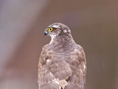 Parkeerde mijn auto om een buizerd op de foto te leggen, toen ik echter nog eens keek, bleek het een sperwer te zijn. Helaas alleen met de rug naar me toe. Hij draaide zich eens achteloos om en vloog daarna