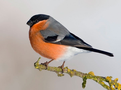 Taken from hide set up putting up perch next to feeders andc waiting for birds to come on